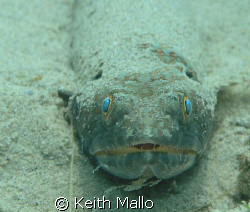 Sand Diver, taken in Bonaire at Bari Reef, by Keith Mallo 